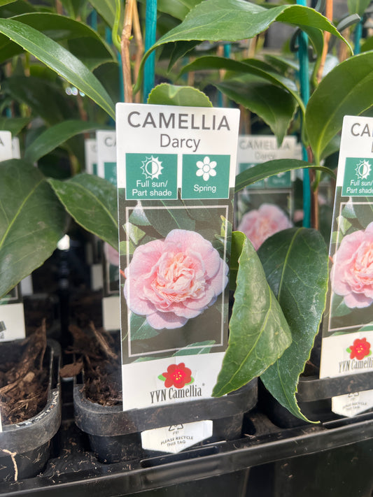 Camellia japonica 'Darcy' 7cm
