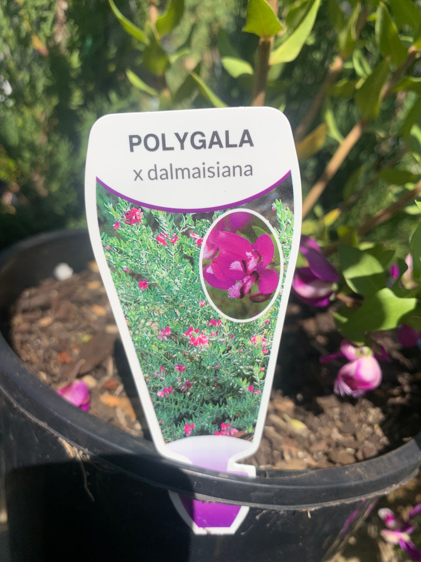 Polygala x dalmaisiana 'Sweet Pea Shrub' 20cm