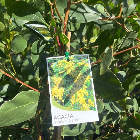 Acacia pycnantha 'Golden Wattle' 20cm