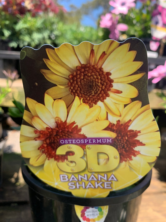 Osteospermum '3D Banana Shake' 14cm