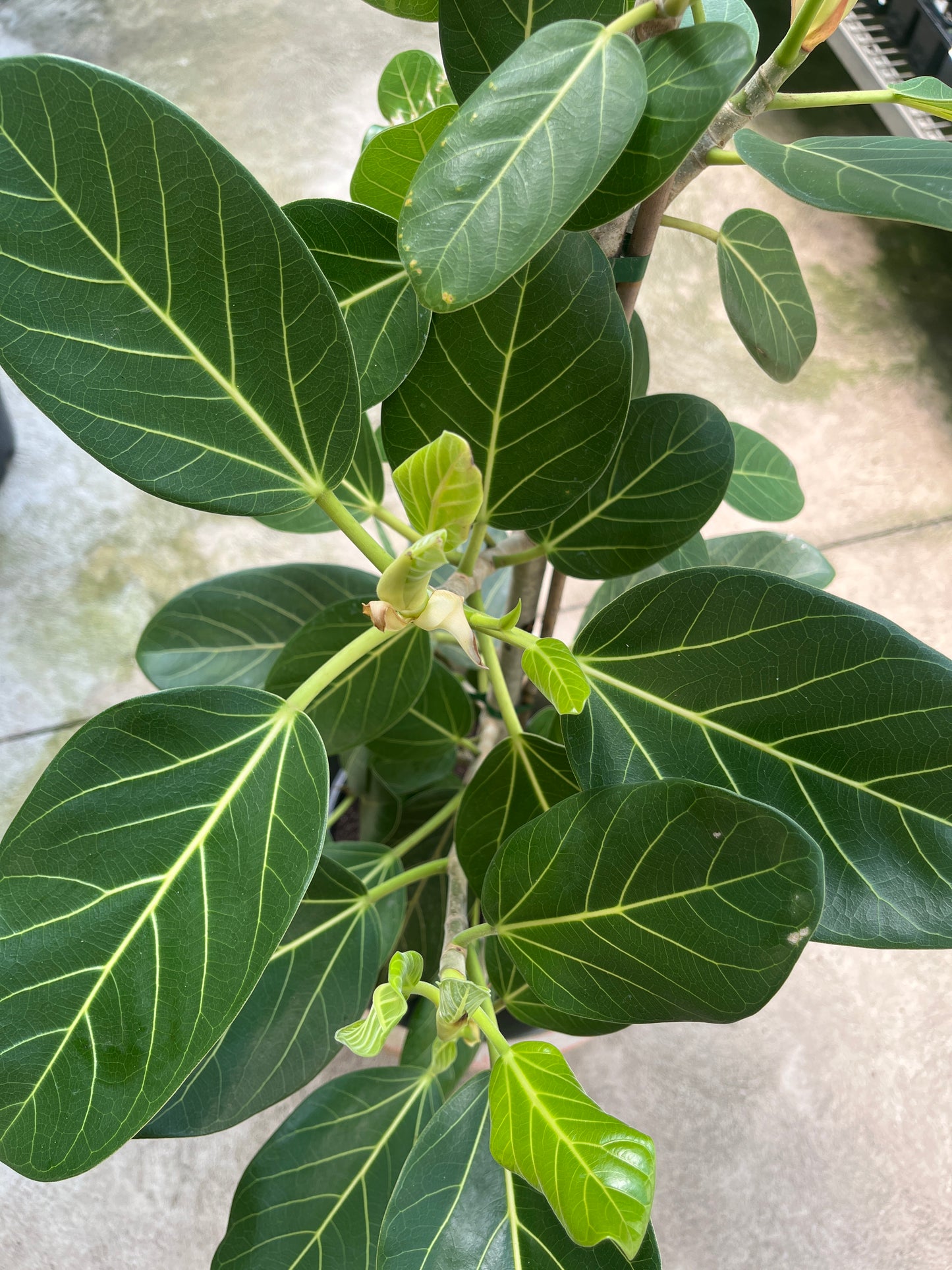 Ficus Audry 25cm