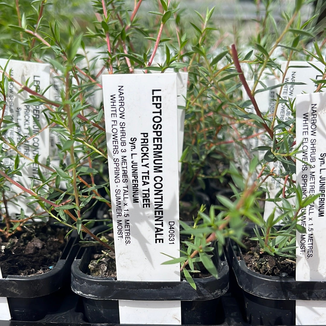 Leptospermum continentale ‘Prickly Tea Tree’ 7cm