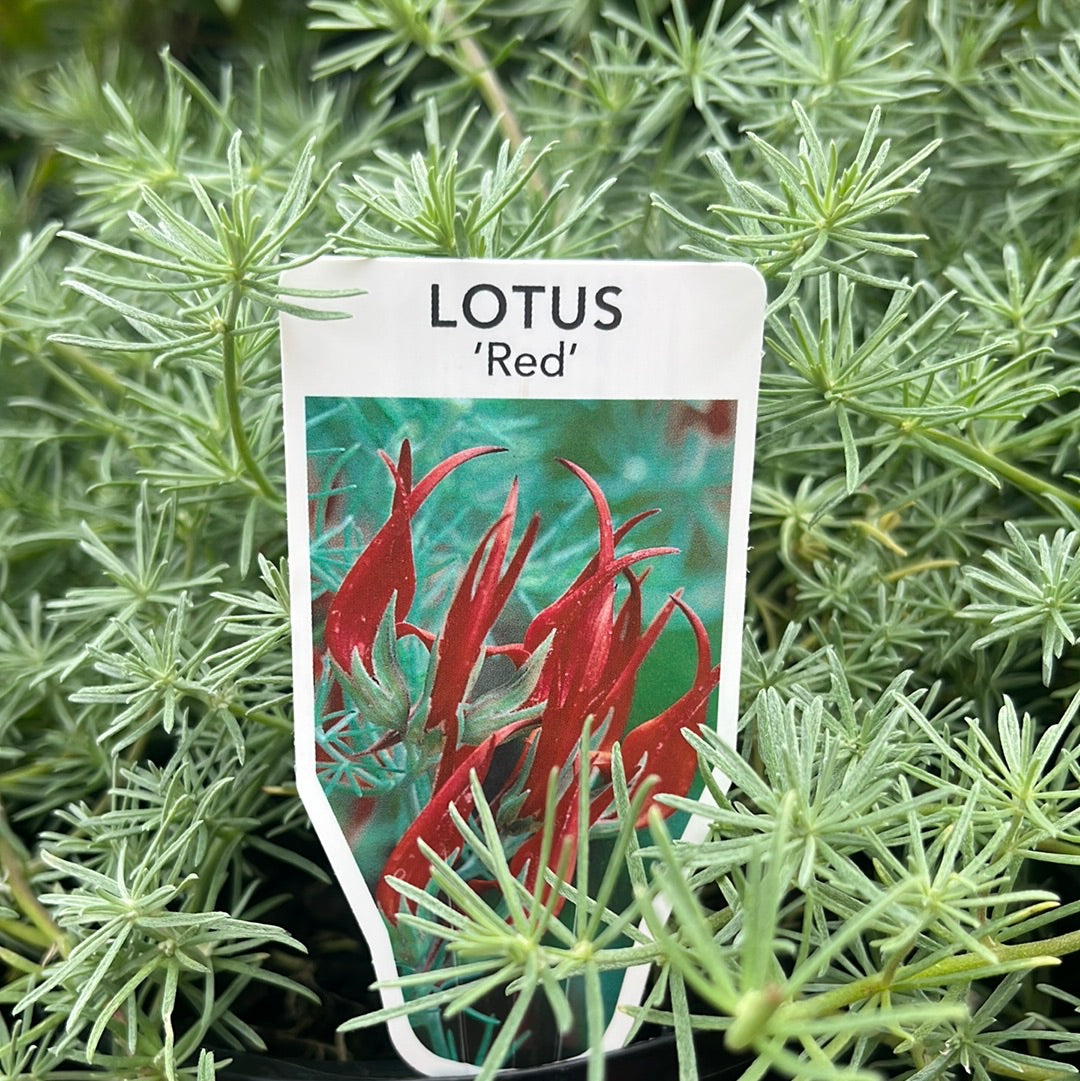 Lotus 'Red Flash' 14cm