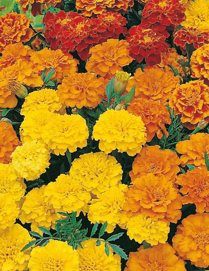 Dwarf Double Mixed Marigold Seeds 250 seeds