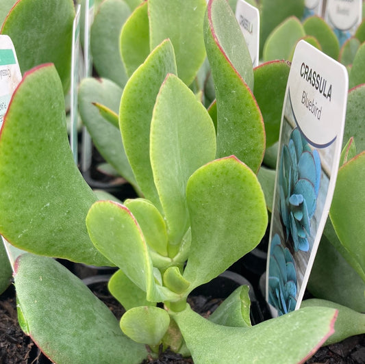 Crassula Bluebird 7cm