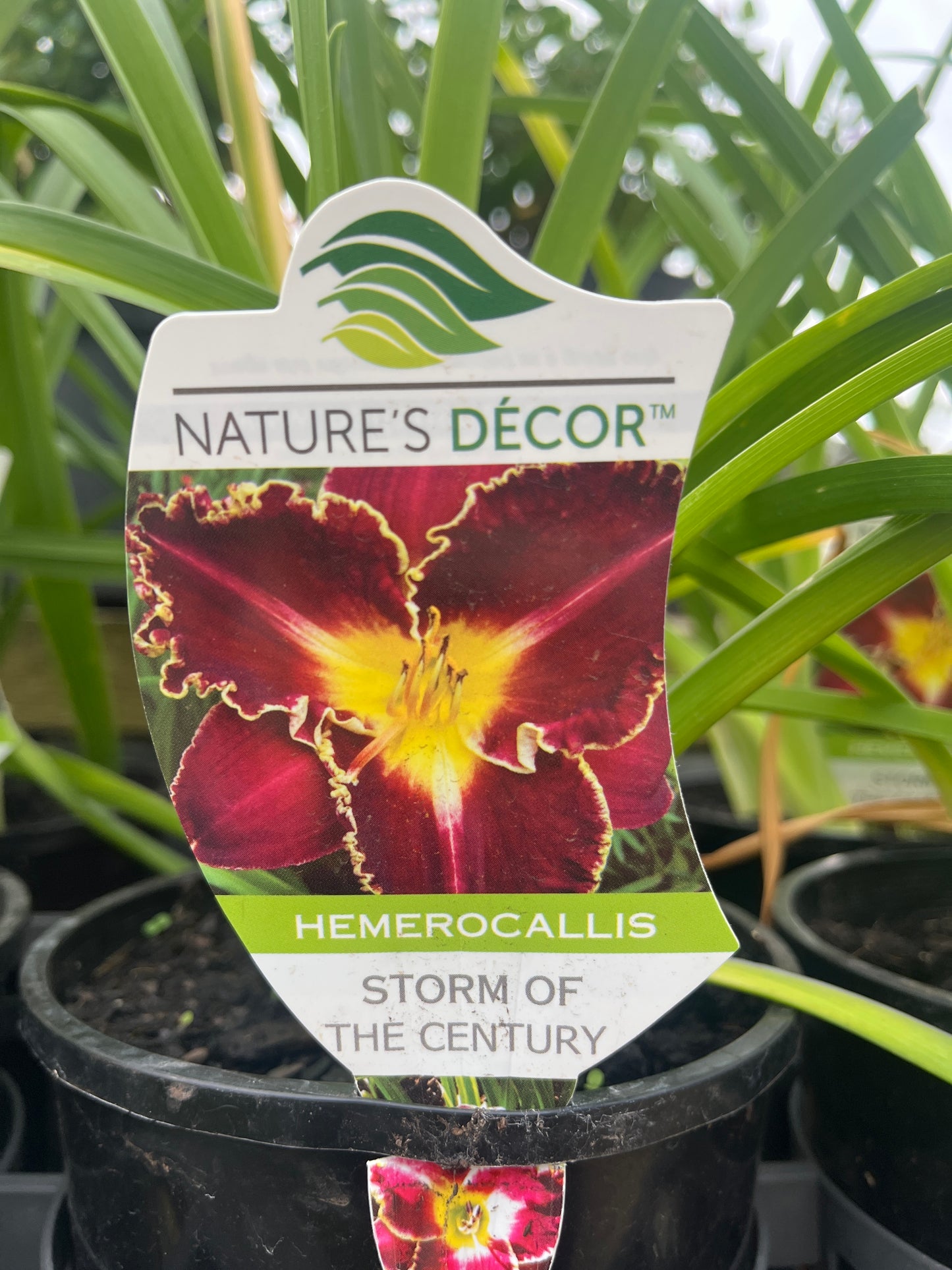 Hemerocallis Daylily 'Storm of the Century' 14cm