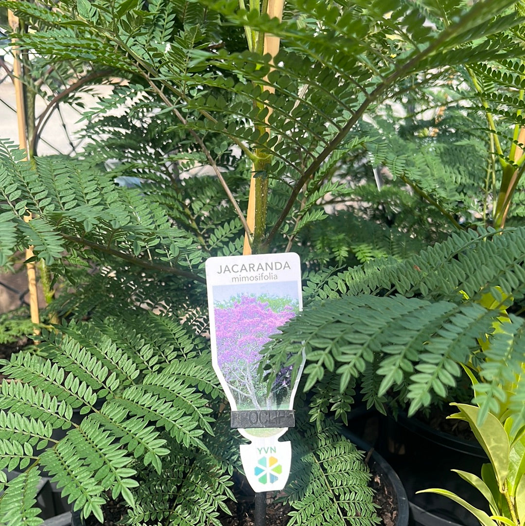 Jacaranda mimosifolia 20cm