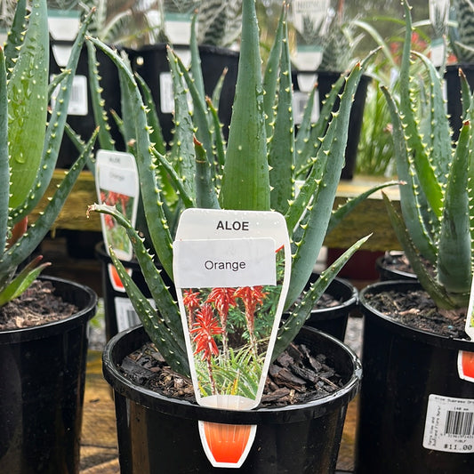 Aloe 'Supreme Orange' 14cm