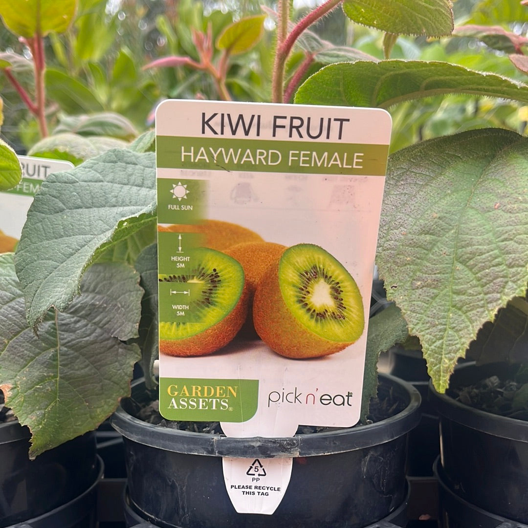 Kiwi Fruit Female Actinidia chinesis 14cm