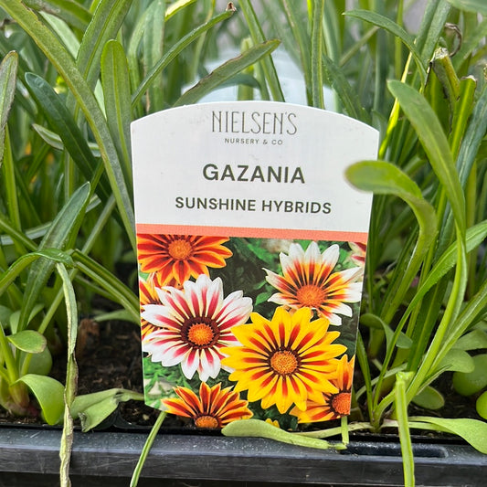 Gazania Sunshine Hybrid Punnet