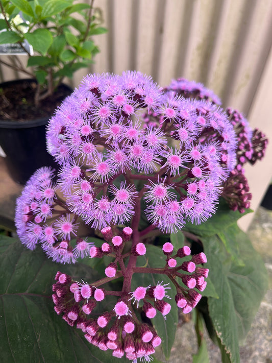 Eupatorium megalophyllum 20cm