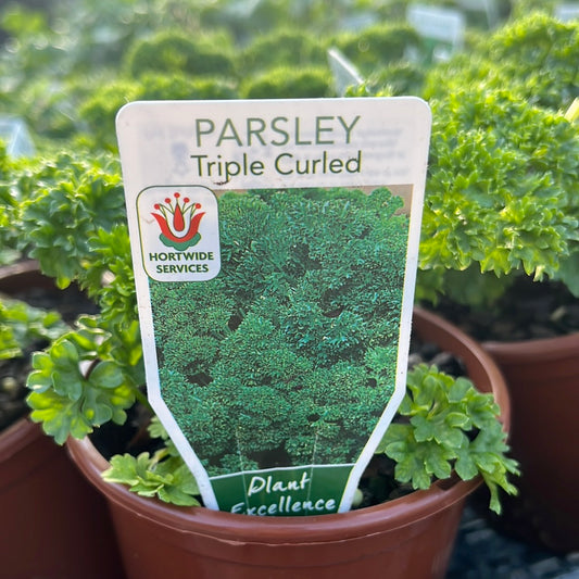 Parsley Curly 100mm