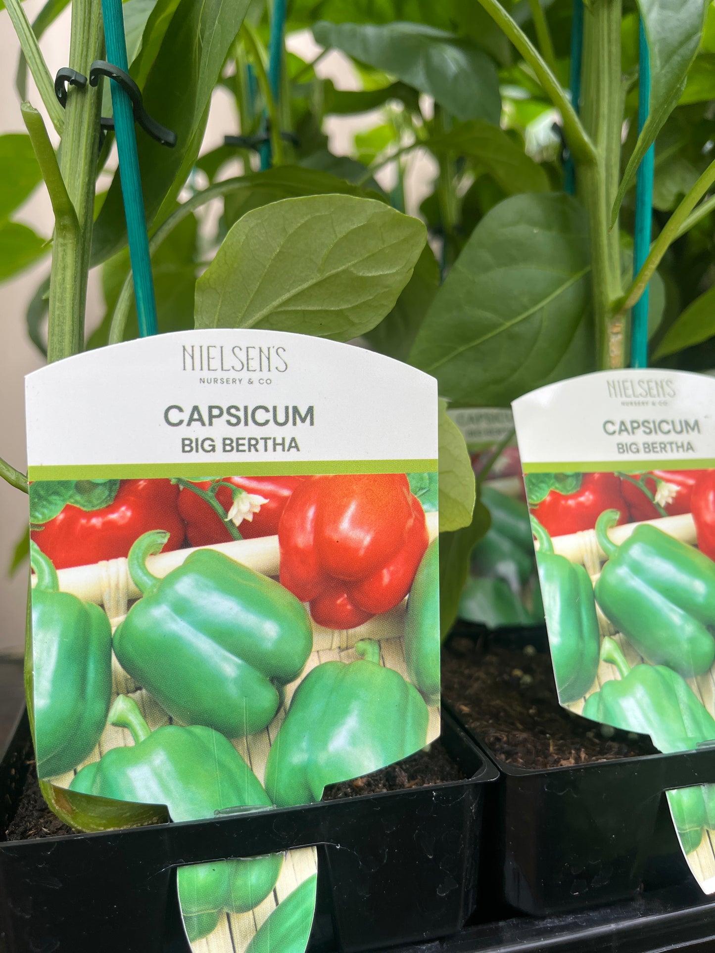 Capsicum Big Bertha 100mm