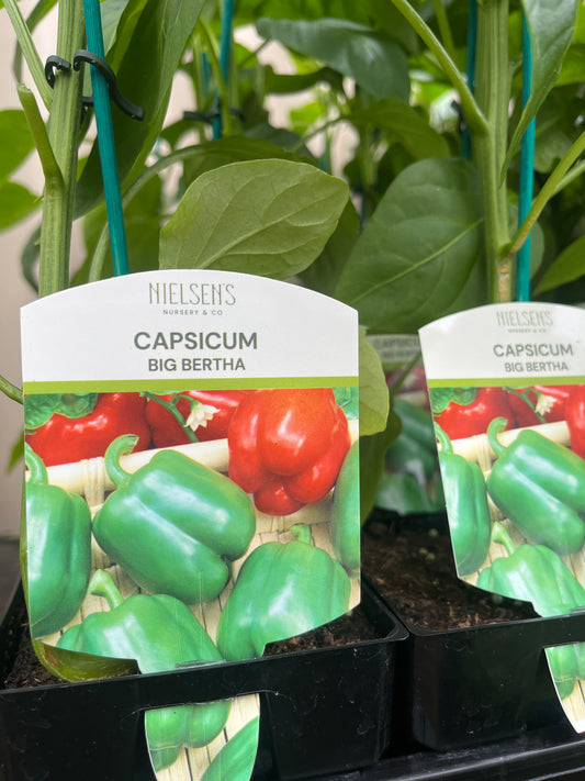 Capsicum Big Bertha 100mm