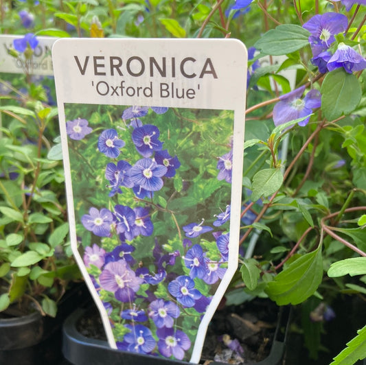 Veronica peduncularis 'Oxford Blue' 7cm