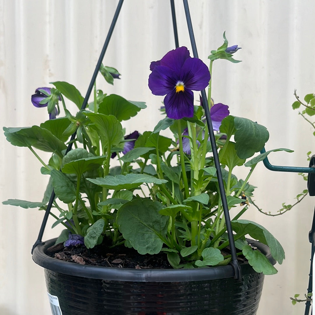 Pansy Hanging Basket 20cm