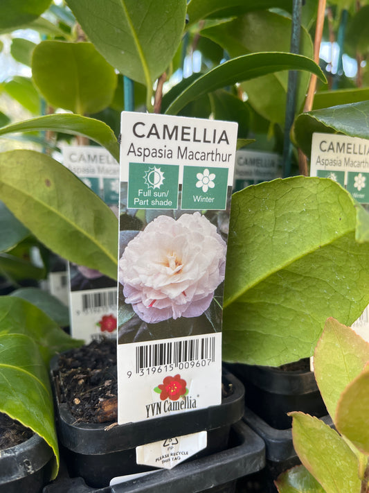 Camellia japonica ‘Aspasia Macathur’ 7cm