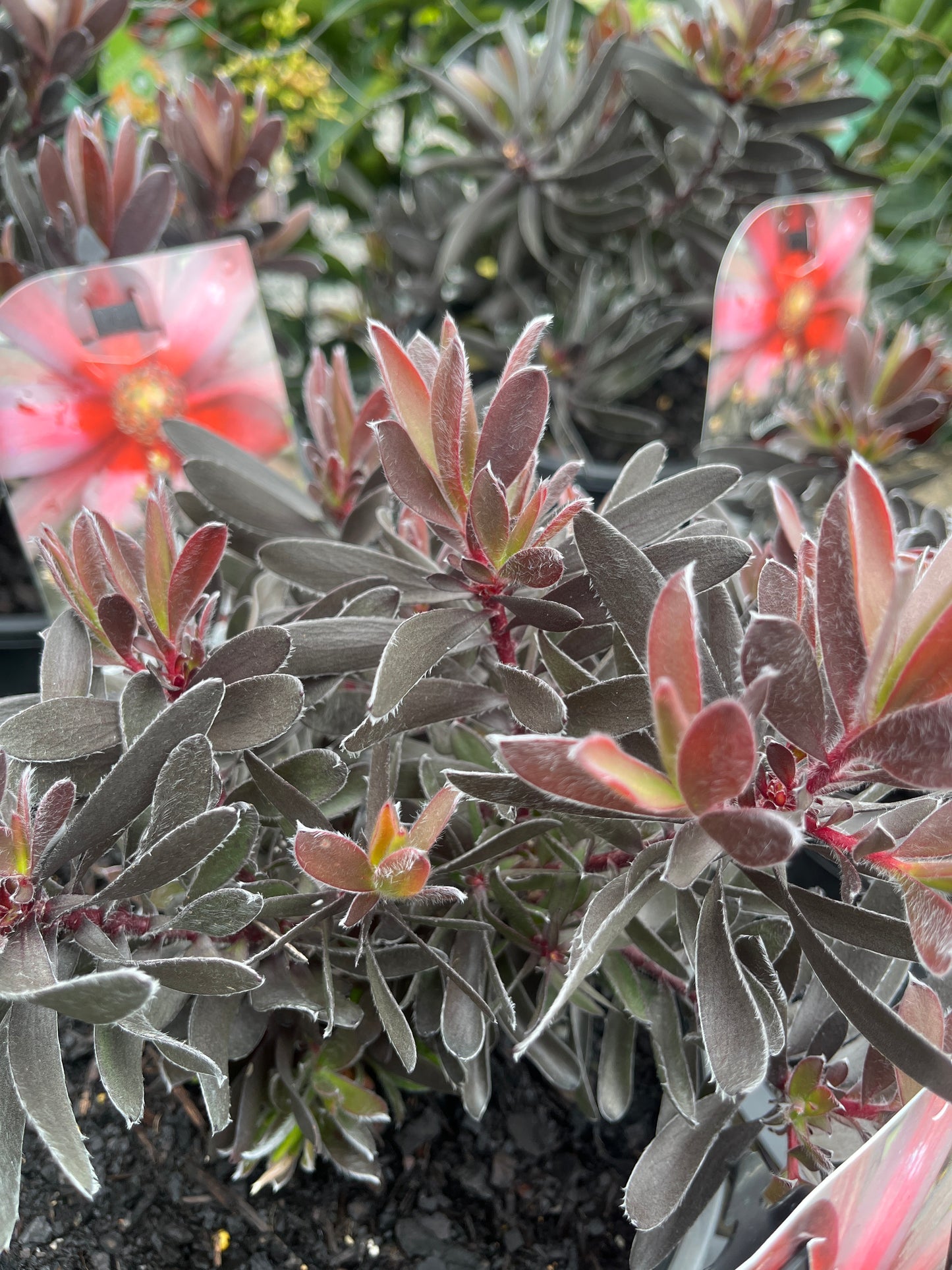 Leucadendron 'Ebony' 20cm