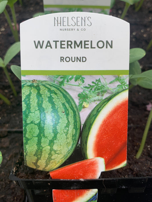 Watermelon ‘Round’ punnet