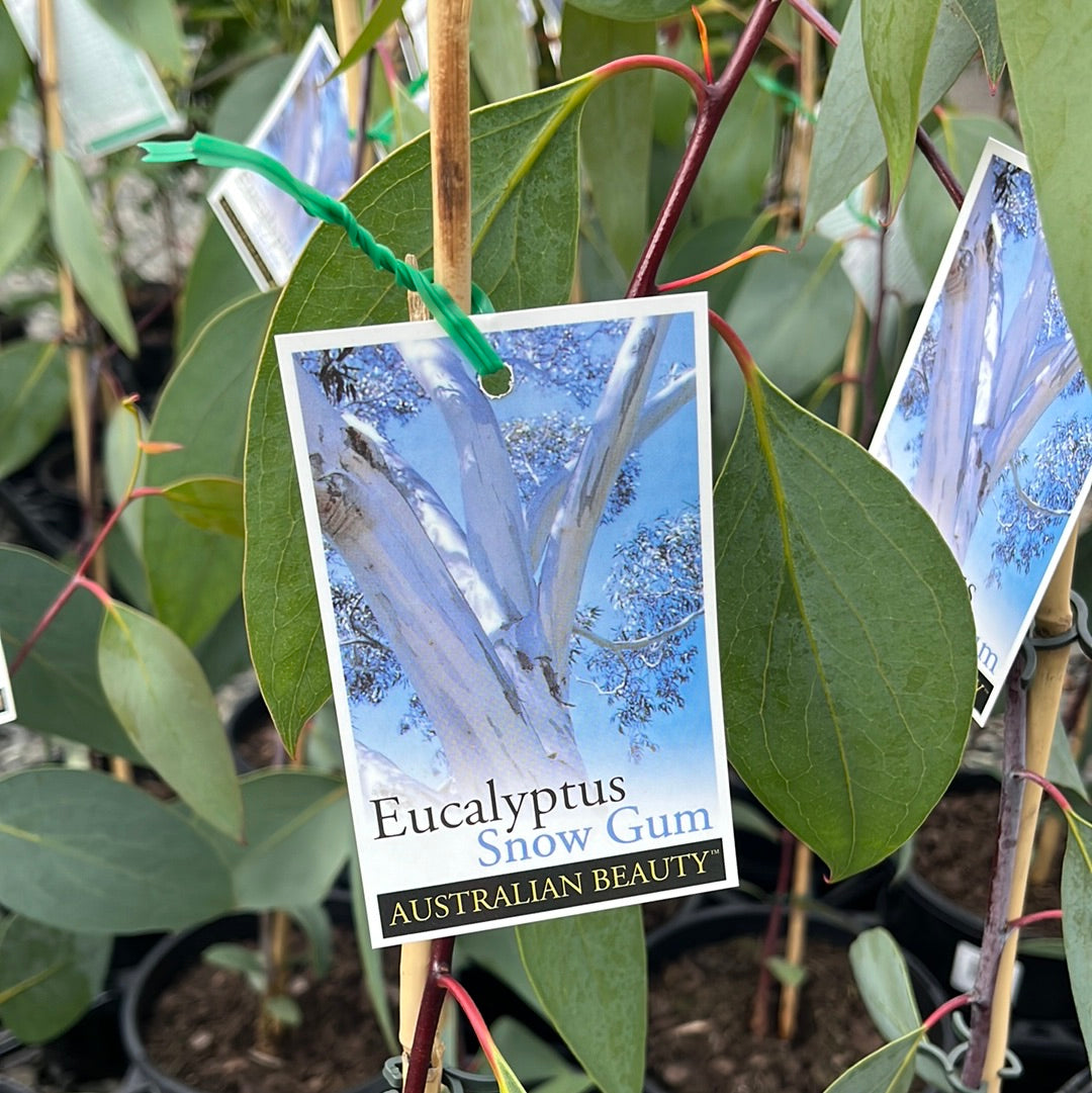 Eucalyptus Snow Gum 20cm