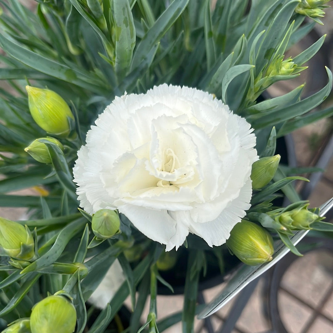 Carnation White 14cm