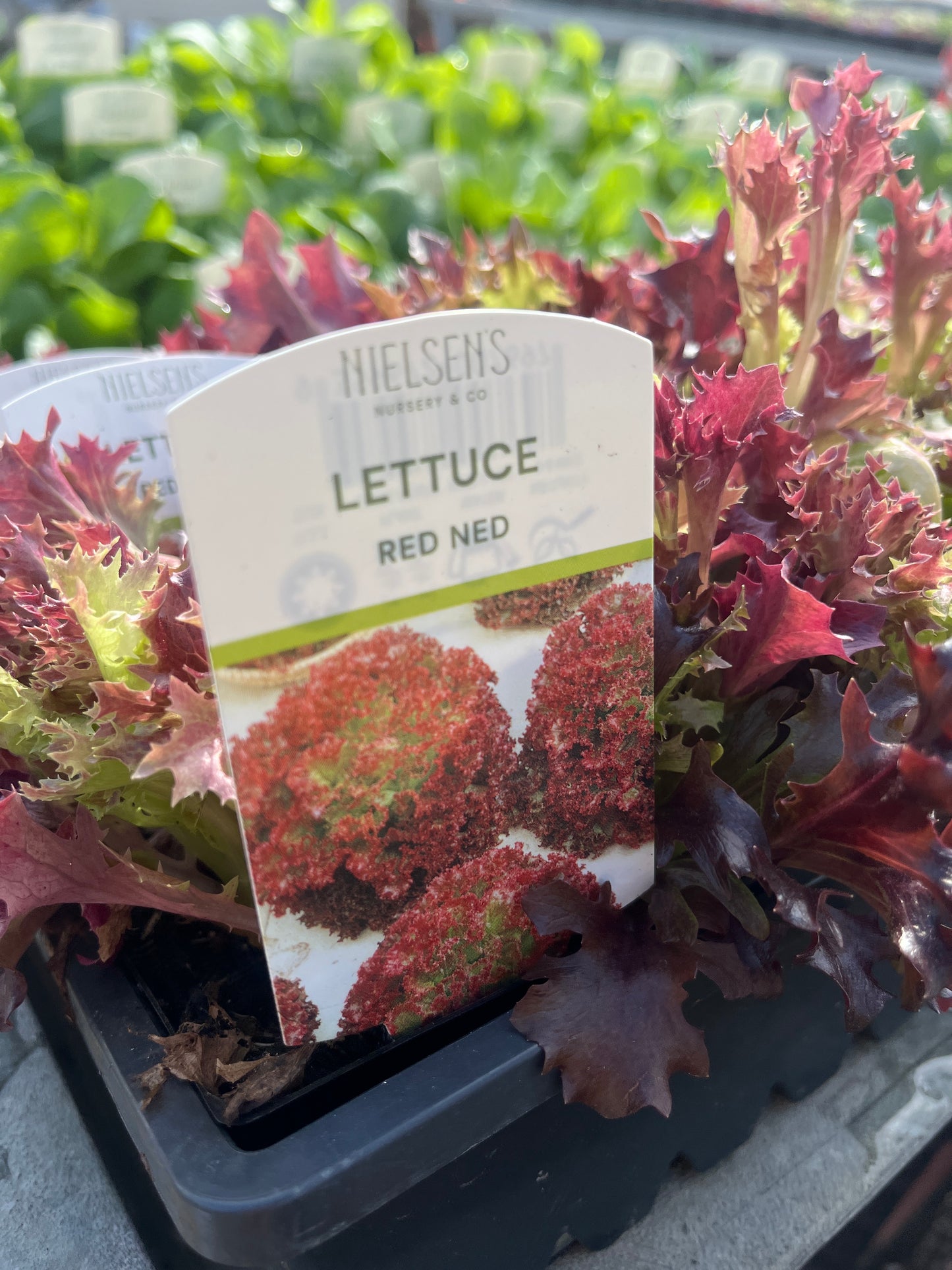 Lettuce Red Ned Punnet