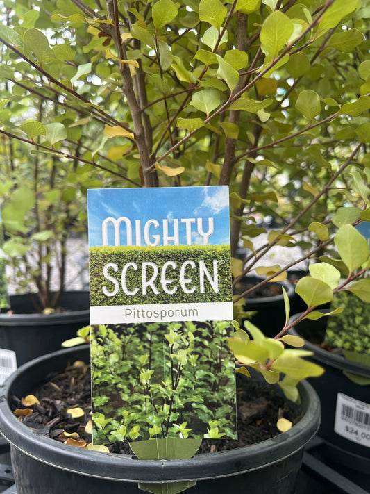 Pittosporum 'Mighty Screen' 20cm