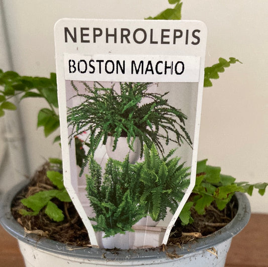 Nephrolepis biserrata 'Macho' 12cm