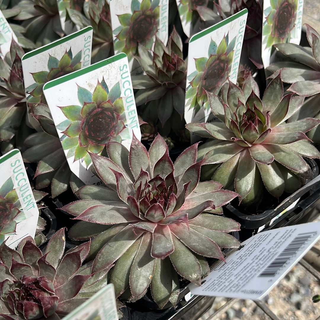 Sempervivum Red 7cm