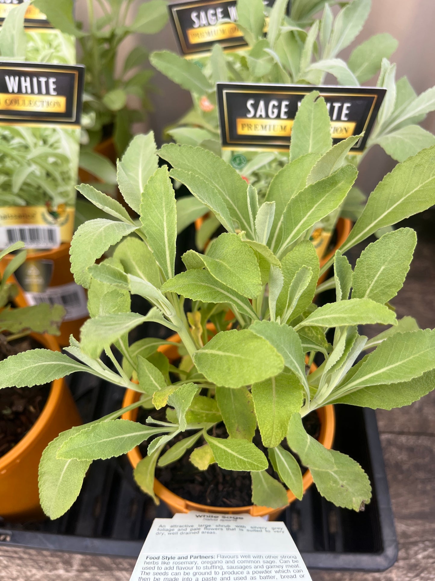 White Sage 10cm