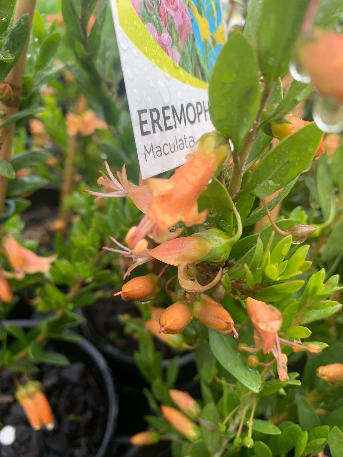 Eremophila maculata Apricot 14cm