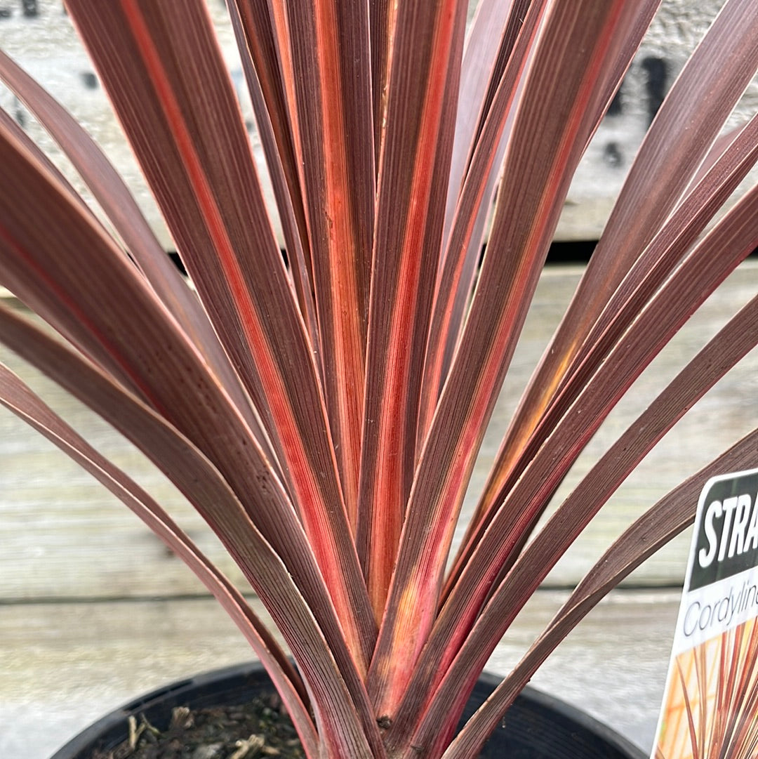 Cordyline 'Red Star' 18cm