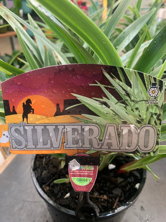 Dianella Silverado 14cm