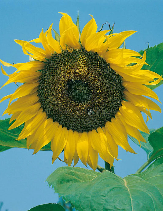 Sunflower Giant Single 75 Seeds