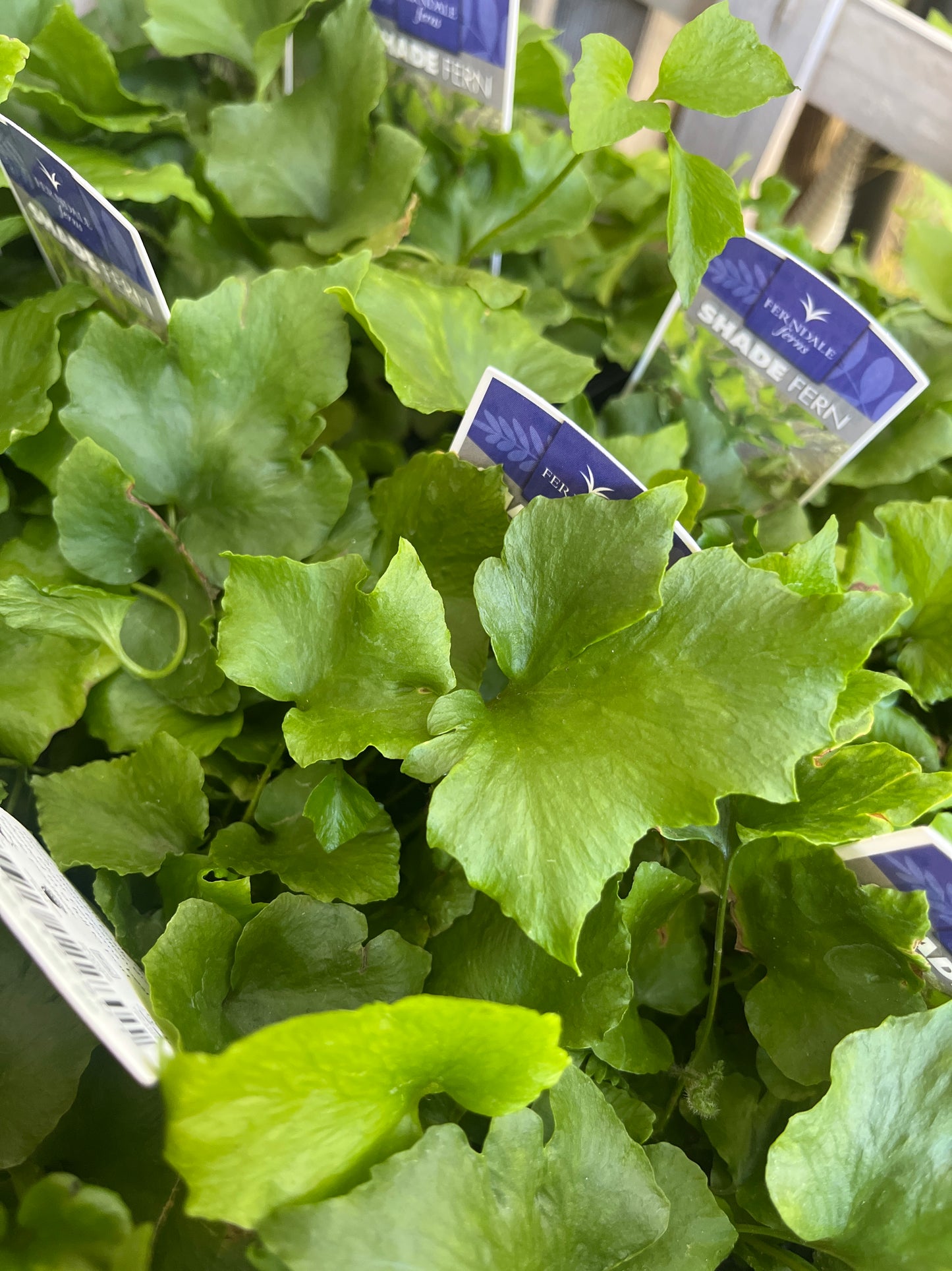 Crytonium Falcatum 'Japanese Holly Fern' 7cm