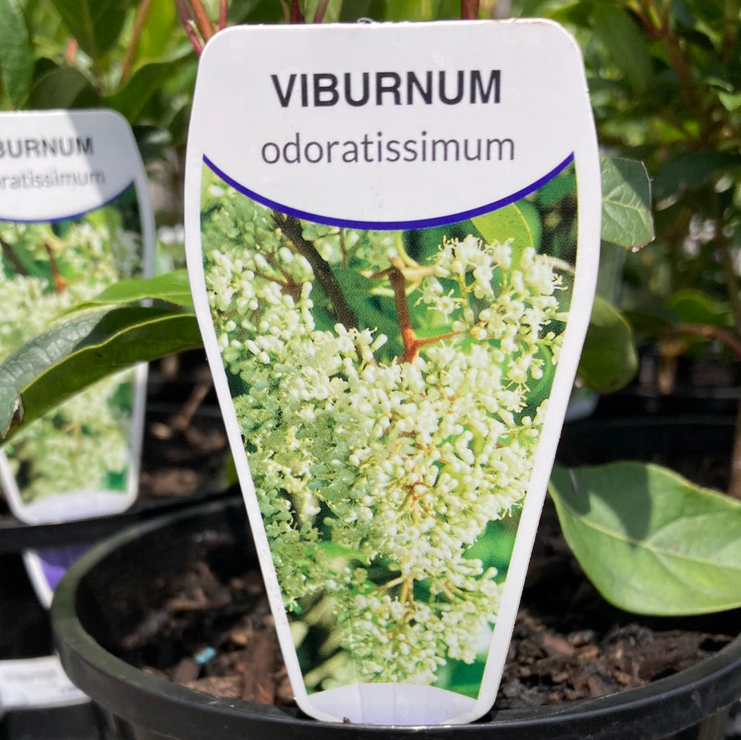 Viburnum odoratissumum 14cm