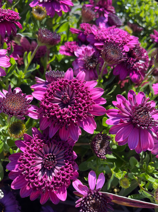 Osteospermum '3D Purple' 14cm
