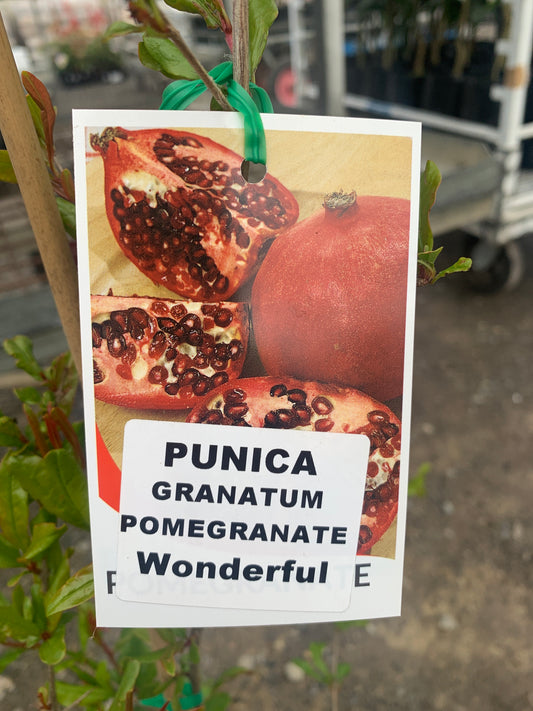 Pomegranate Punica 'Wounderfull' 20cm