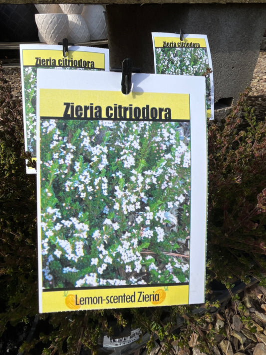 Zieria citriodora 14cm