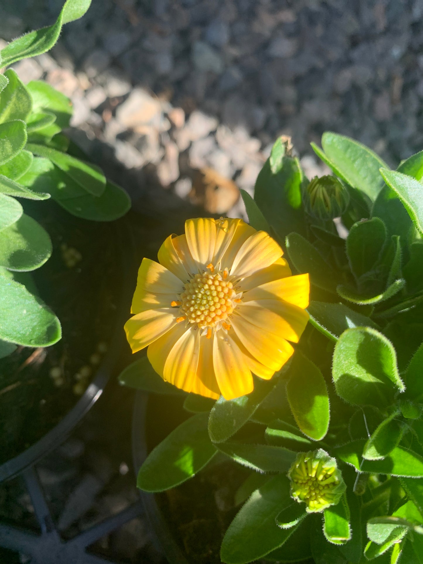 Osteospermum '3D Yellow' 14cm