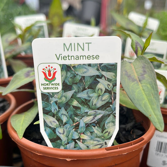 Vietnamese Mint 10cm