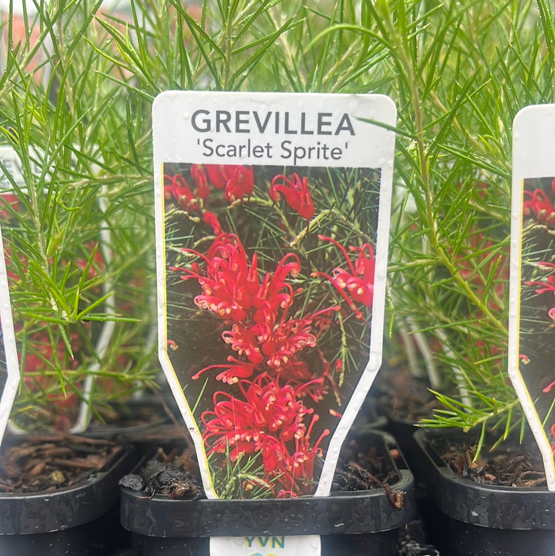 Grevillea 'Scarlet Sprite' 7cm