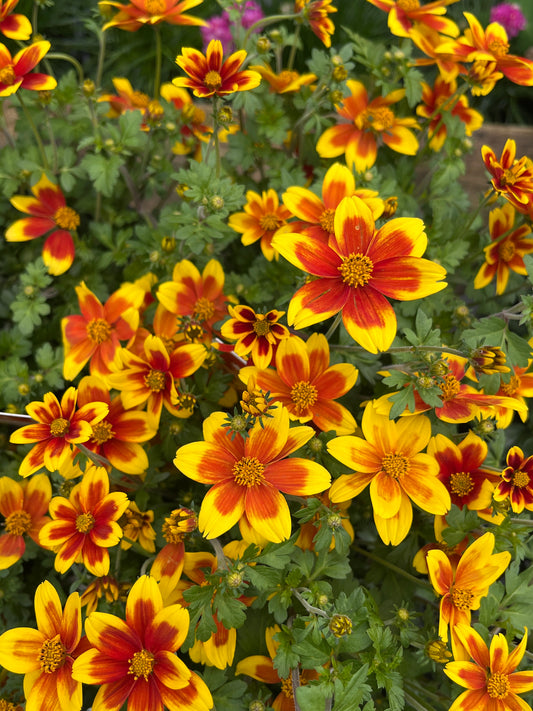 Bidens 'Bidy Boom Red Eye' 14cm