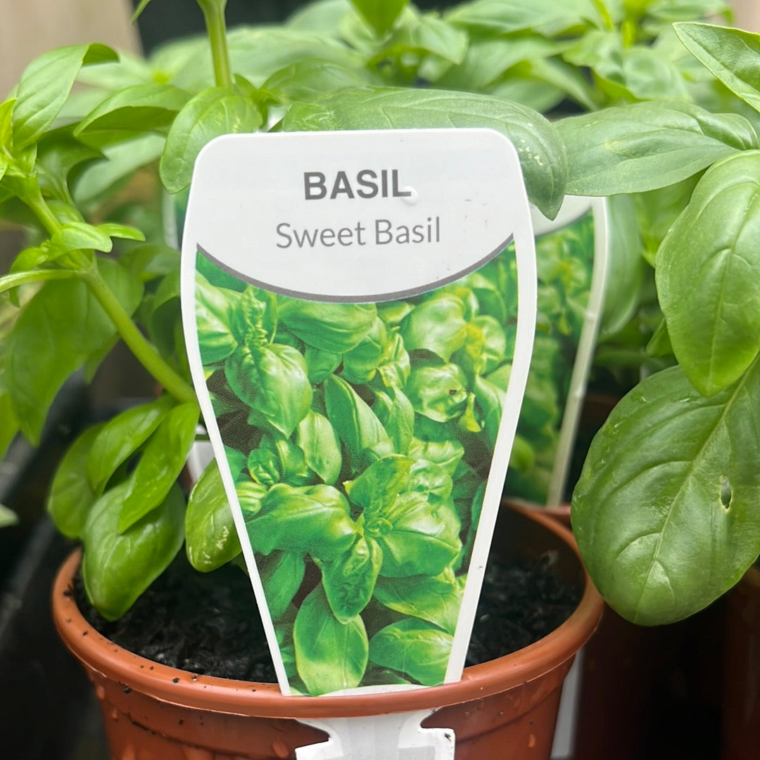 Basil sweet 100mm