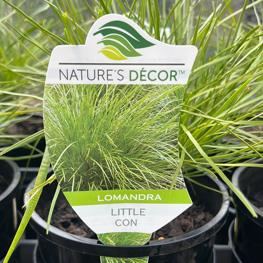 Lomandra confertifolia 'Little Con' 14cm