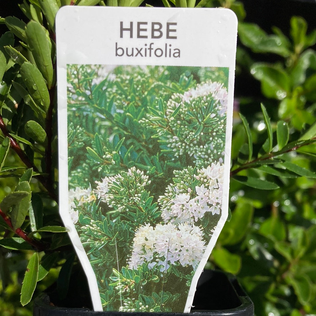 Hebe buxifolia 7cm
