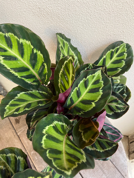 Calathea 'Illustris' 20cm