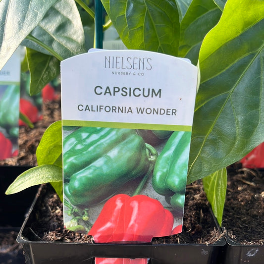 Capsicum California Wonder 100mm