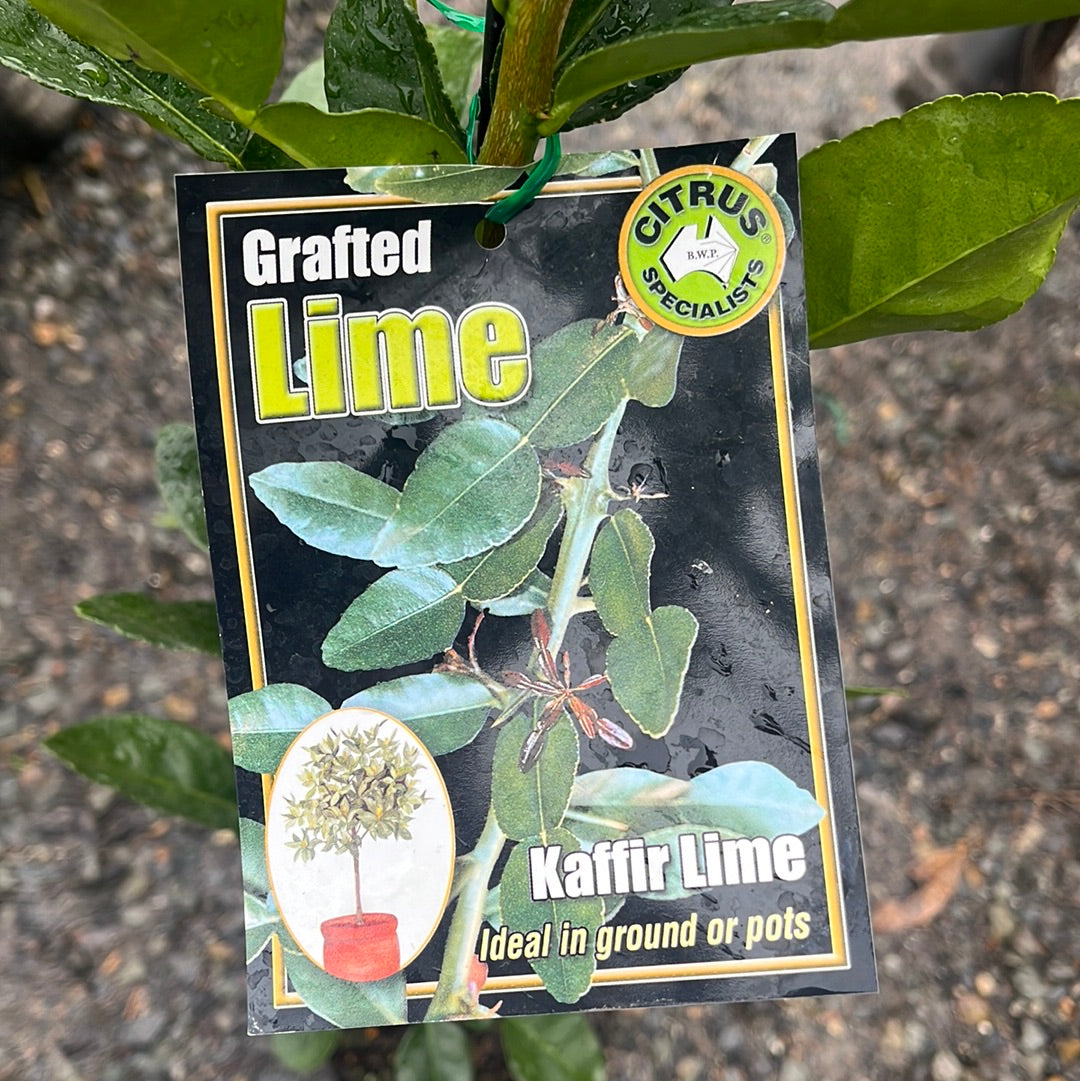 Lime Kaffir Grafted 5L