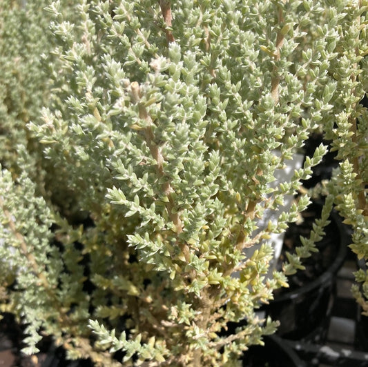 Maireana oppositifolia 7cm